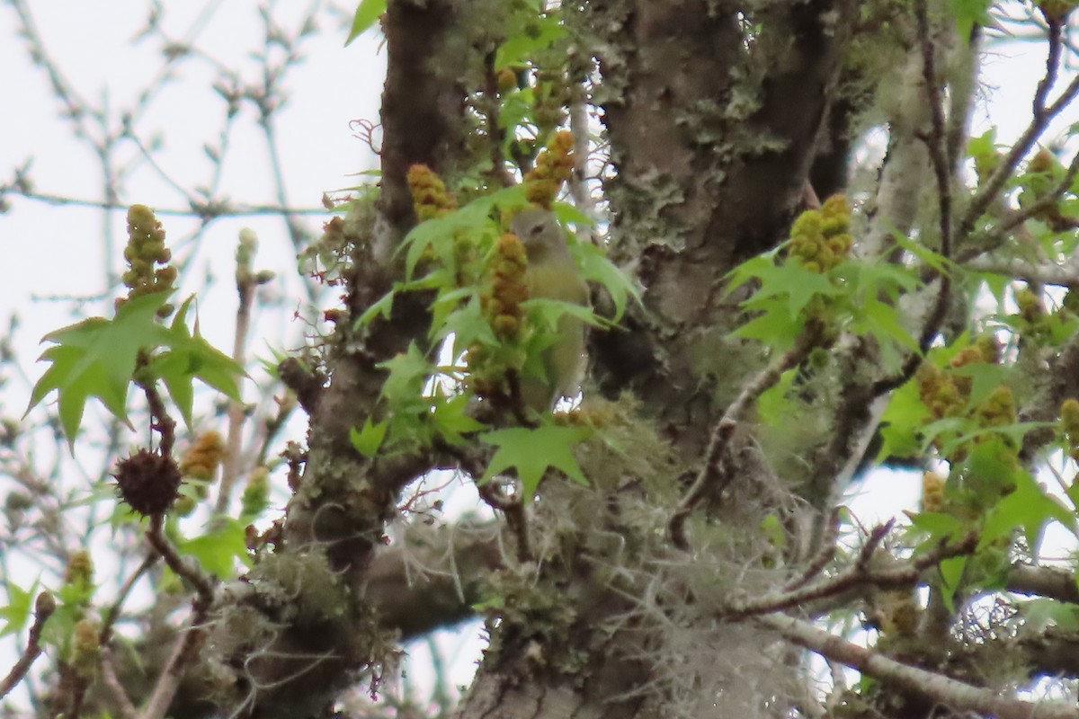 Orange-crowned Warbler - ML620013287