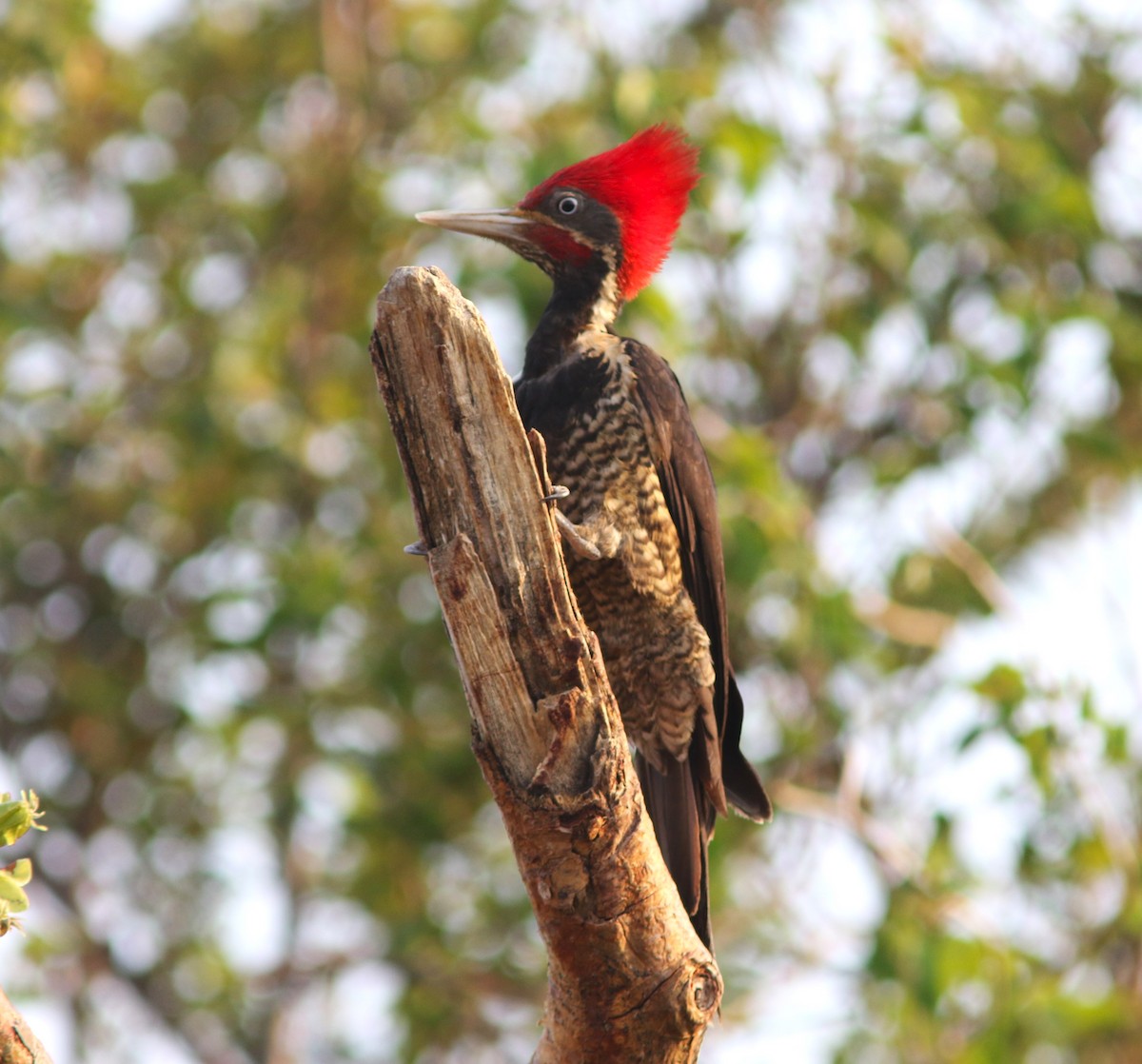 Lineated Woodpecker (Lineated) - ML620013288