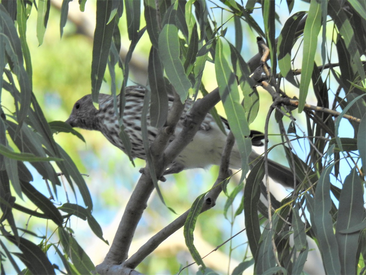 Australasian Figbird - ML620013311
