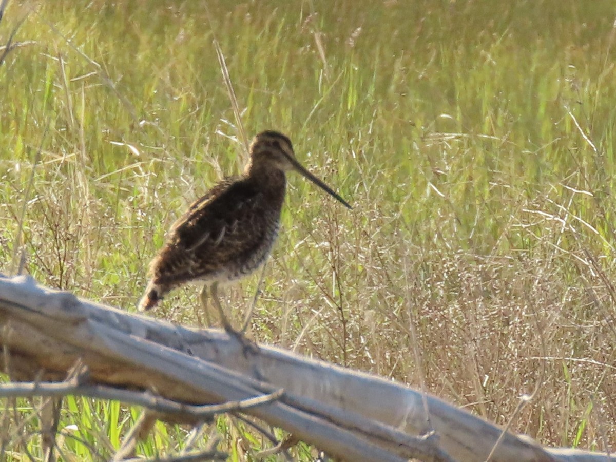 Wilson's Snipe - ML620013344