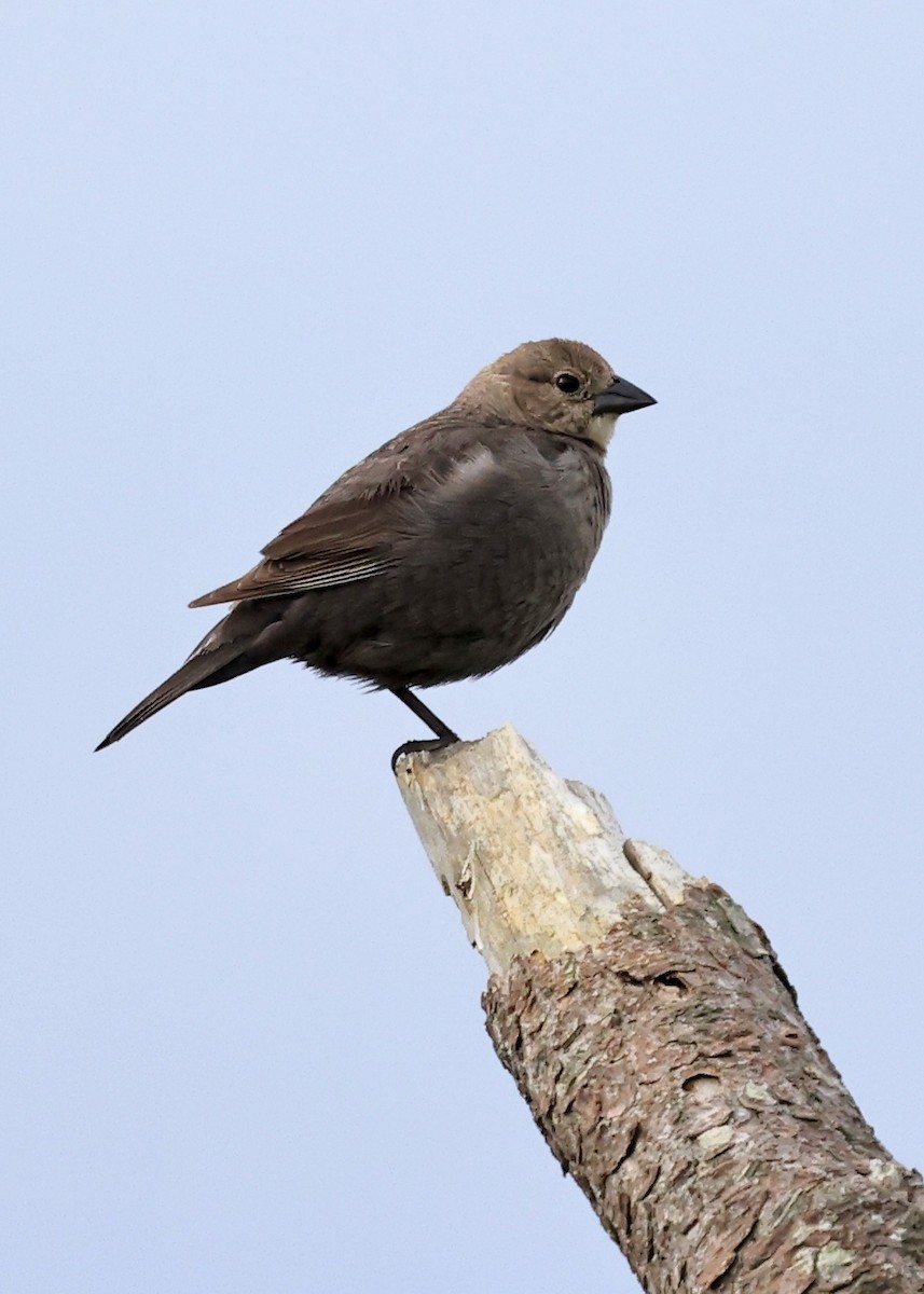 Brown-headed Cowbird - ML620013351