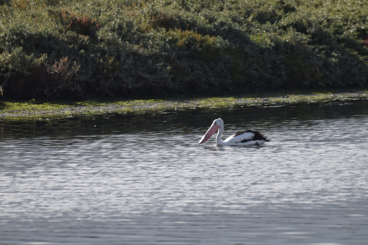 pelikán australský - ML620013352