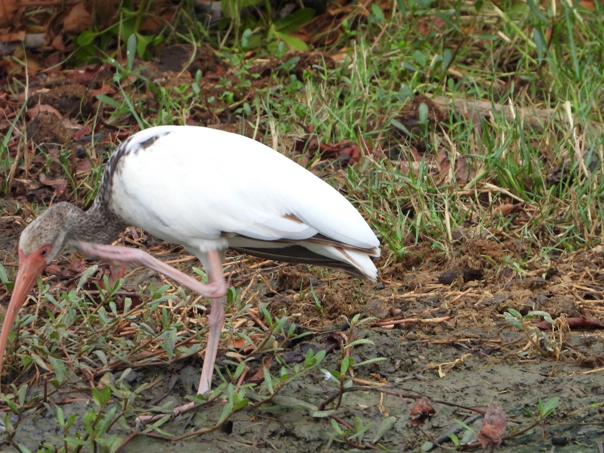 ibis bílý - ML620013363