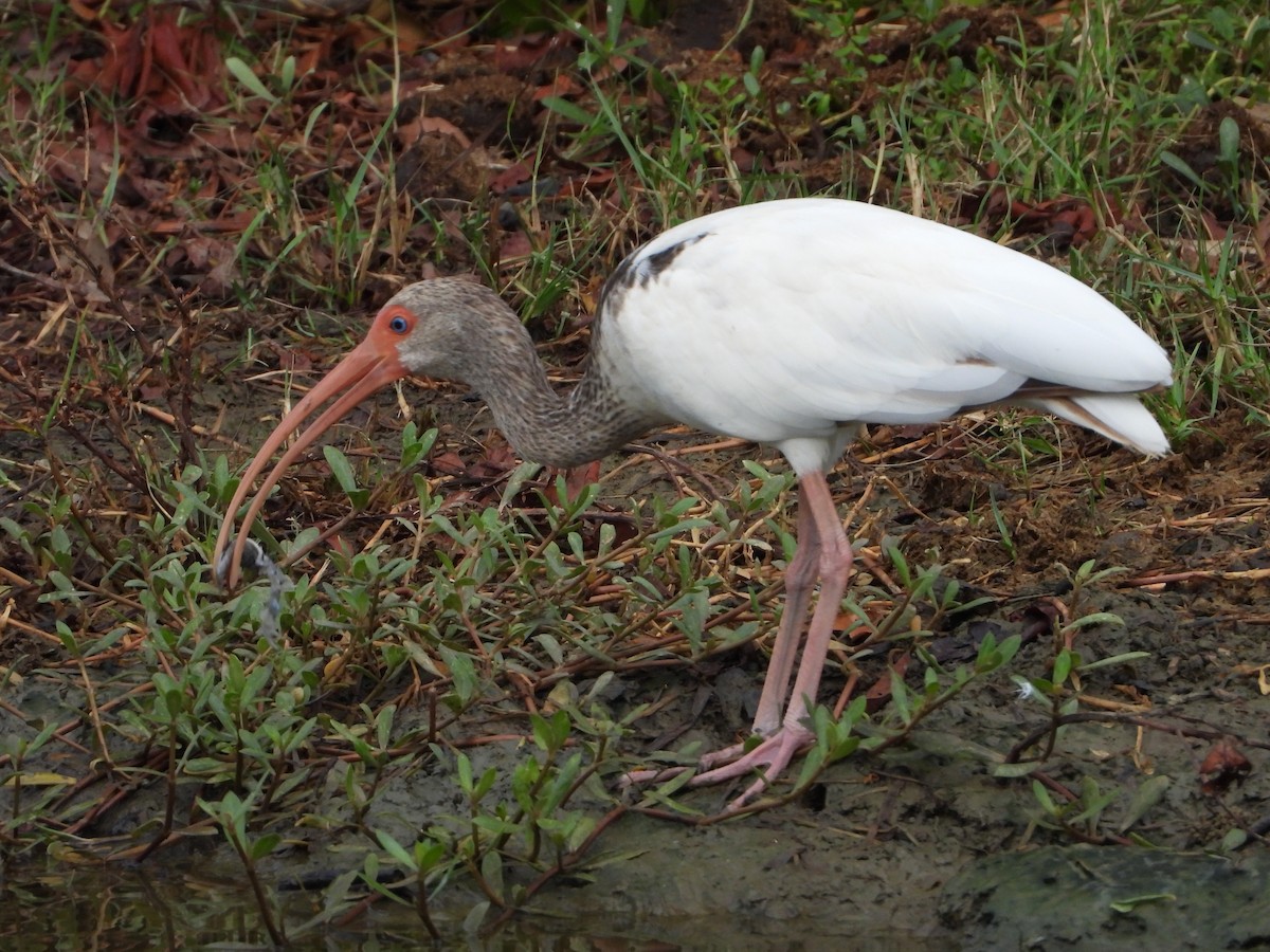 Ibis blanc - ML620013364