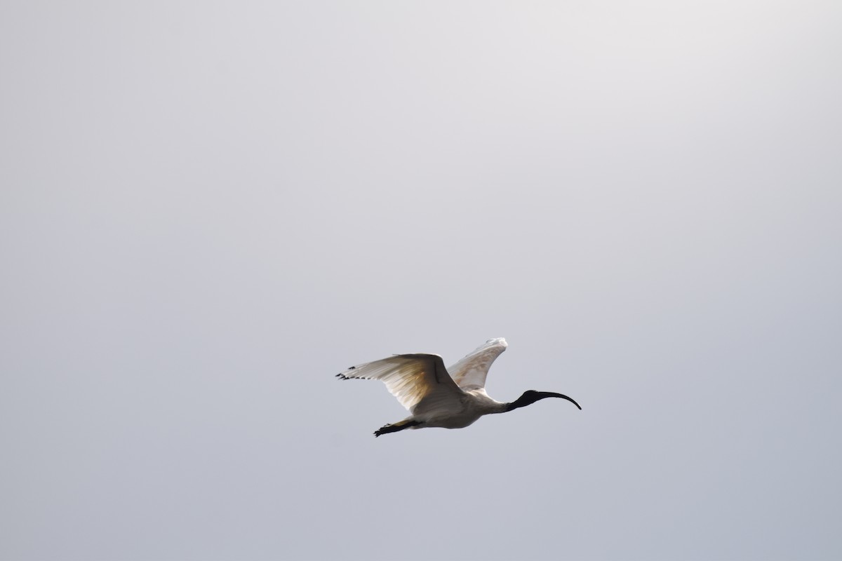 ibis australský - ML620013379