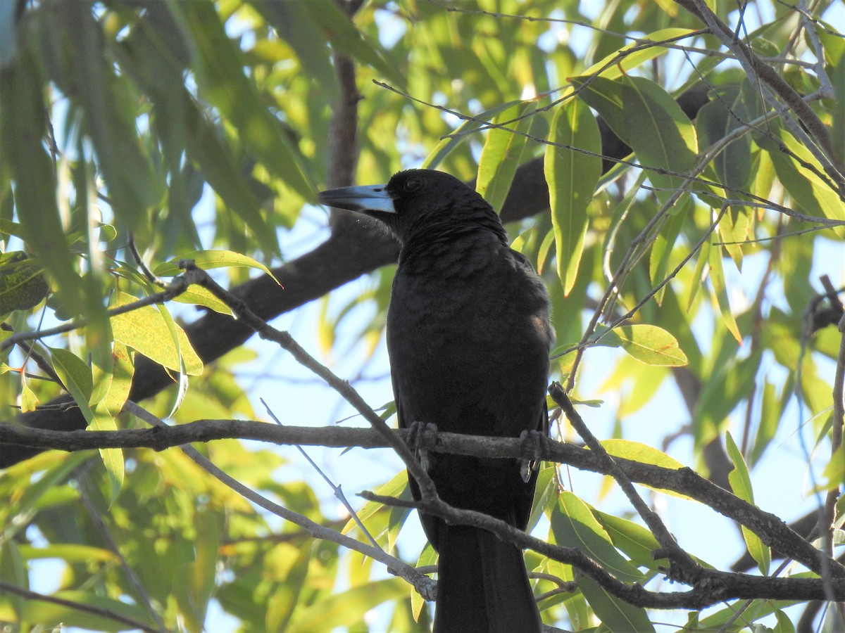 Black Butcherbird - ML620013408