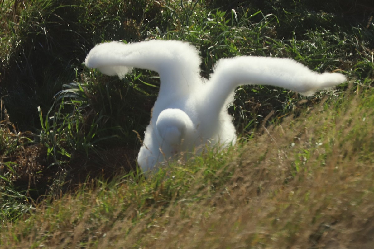 albatros Sanfordův - ML620013412