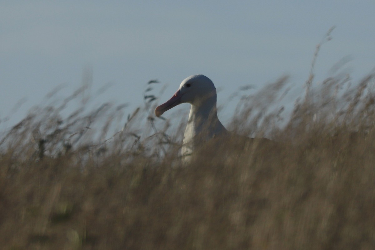 albatros Sanfordův - ML620013415