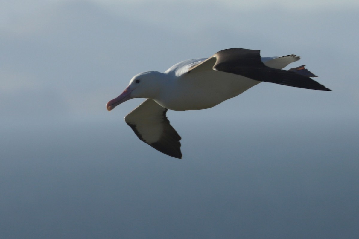 Northern Royal Albatross - William Hull