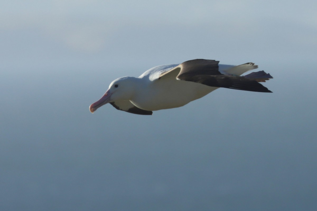 albatros Sanfordův - ML620013419