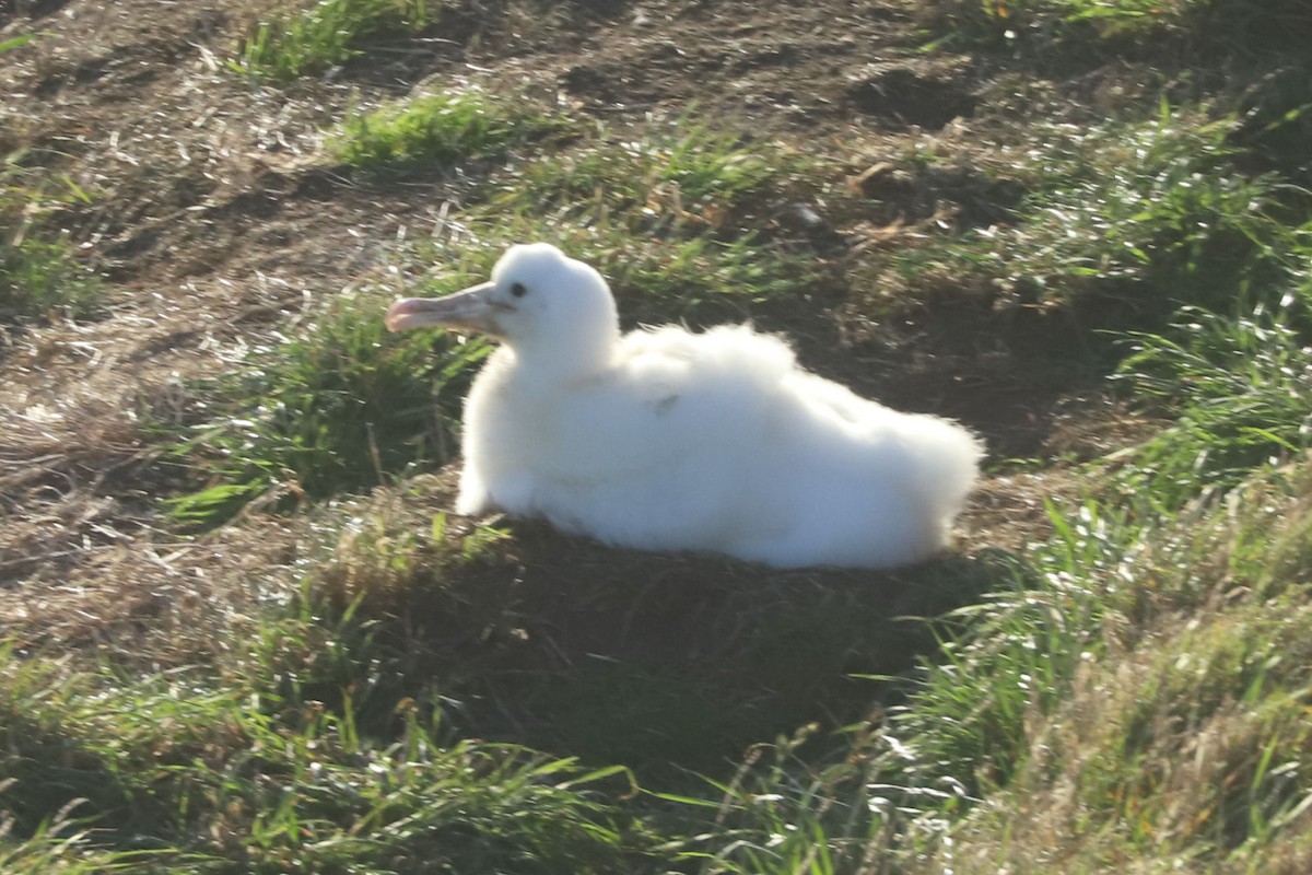 albatros Sanfordův - ML620013420
