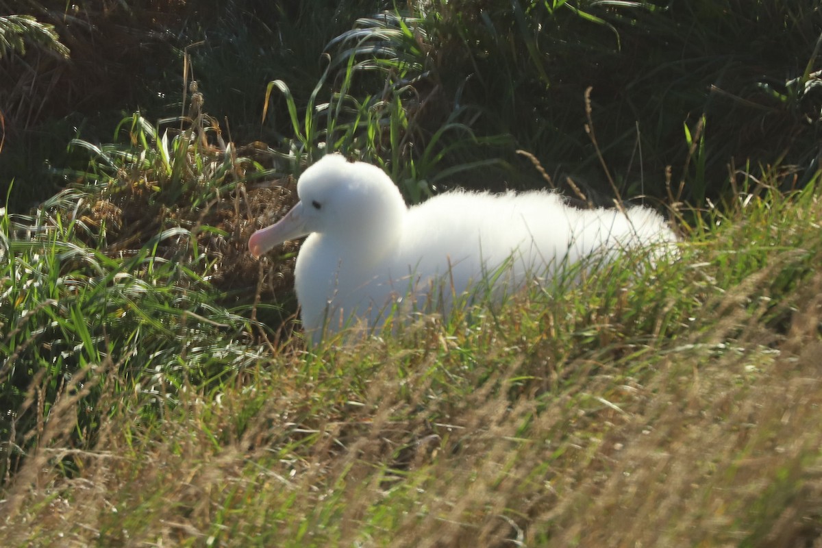 albatros Sanfordův - ML620013428