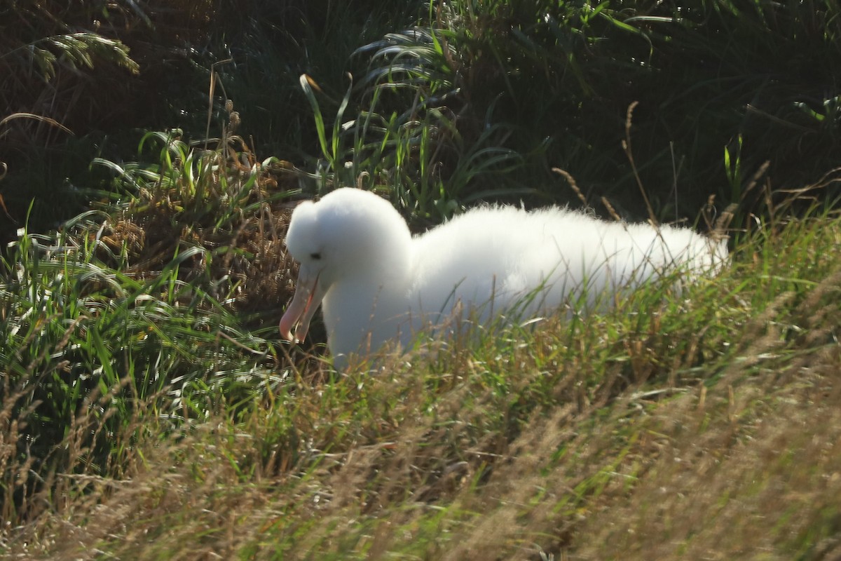 albatros Sanfordův - ML620013429