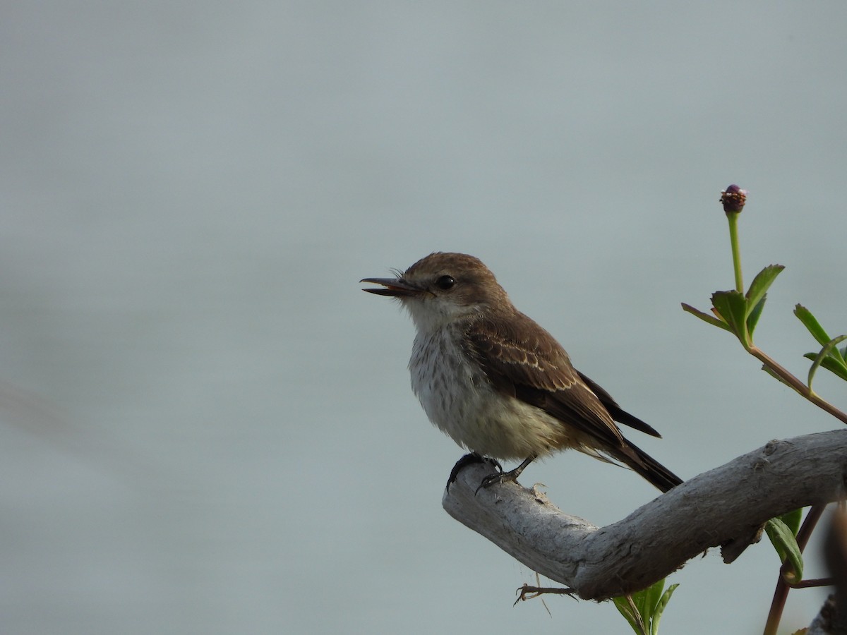 Vermilion Flycatcher - ML620013457