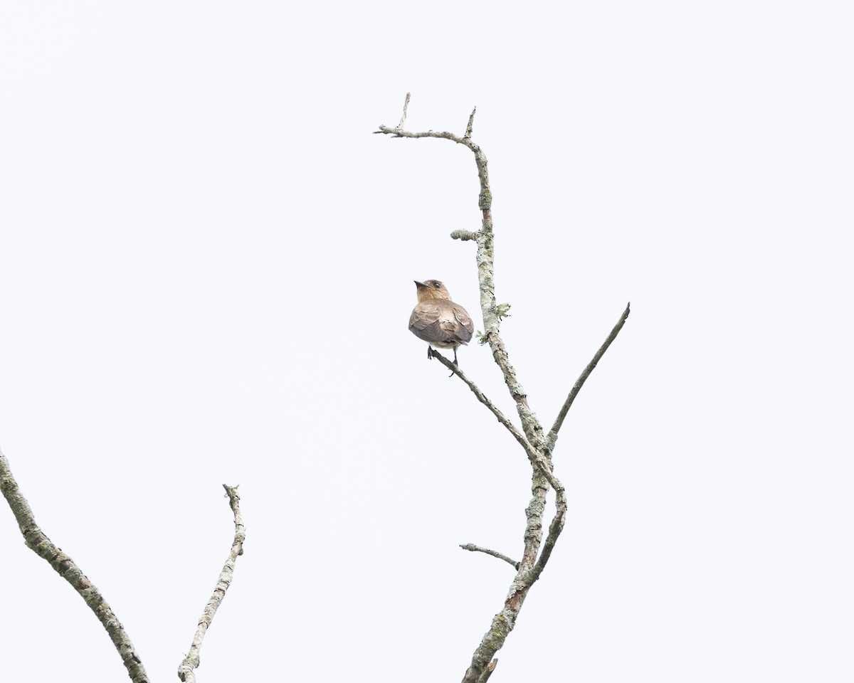 Southern Rough-winged Swallow - ML620013460