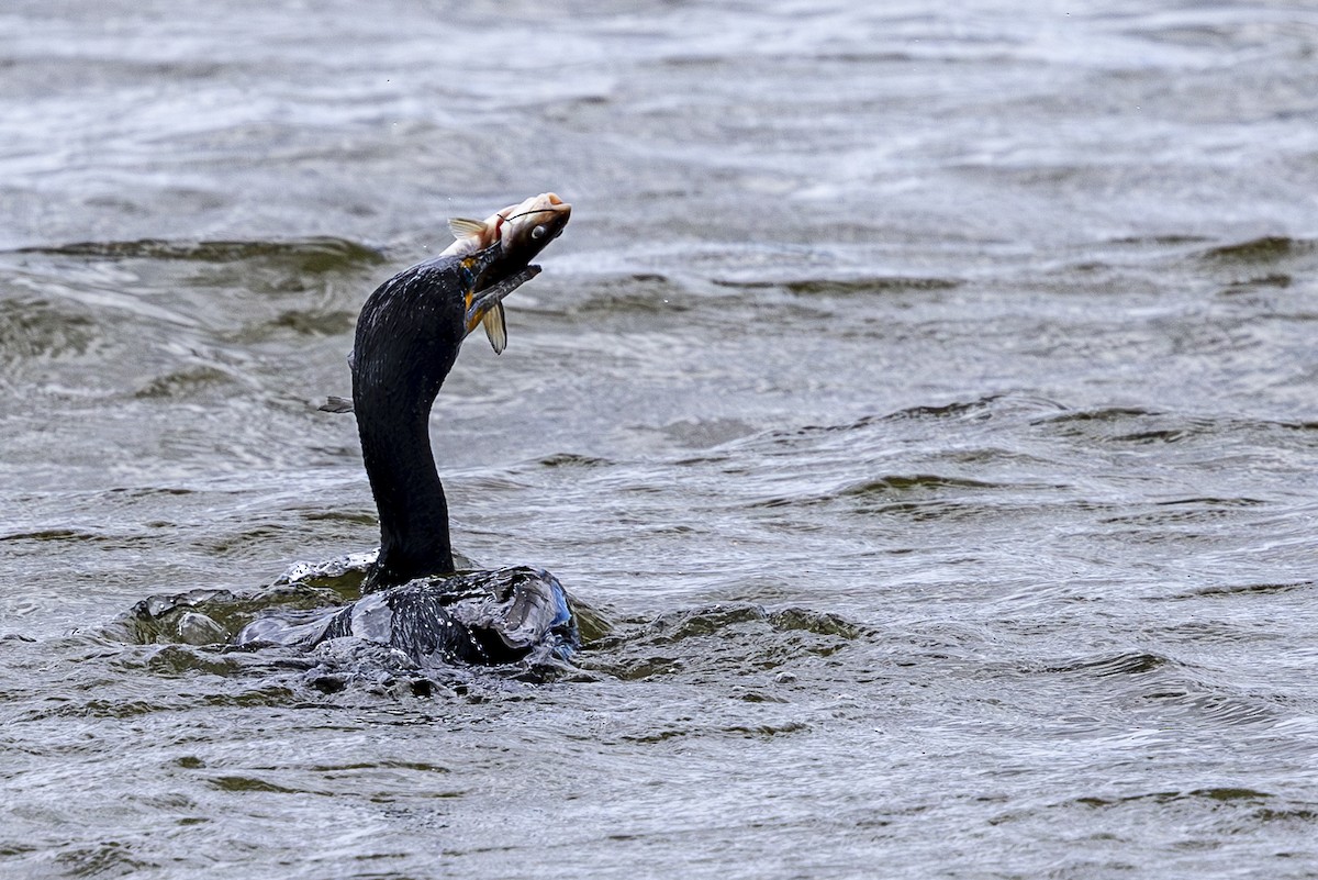 Double-crested Cormorant - ML620013471