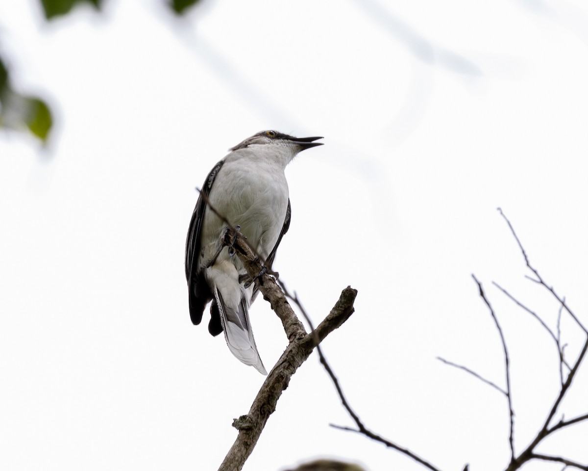 Tropical Mockingbird - ML620013475