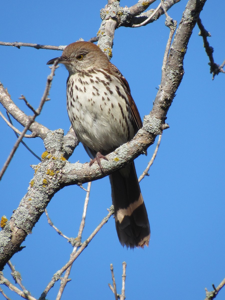 Brown Thrasher - ML620013477