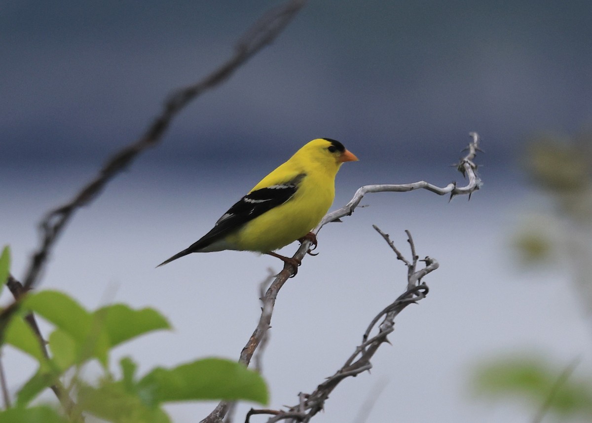 American Goldfinch - Betsy Staples
