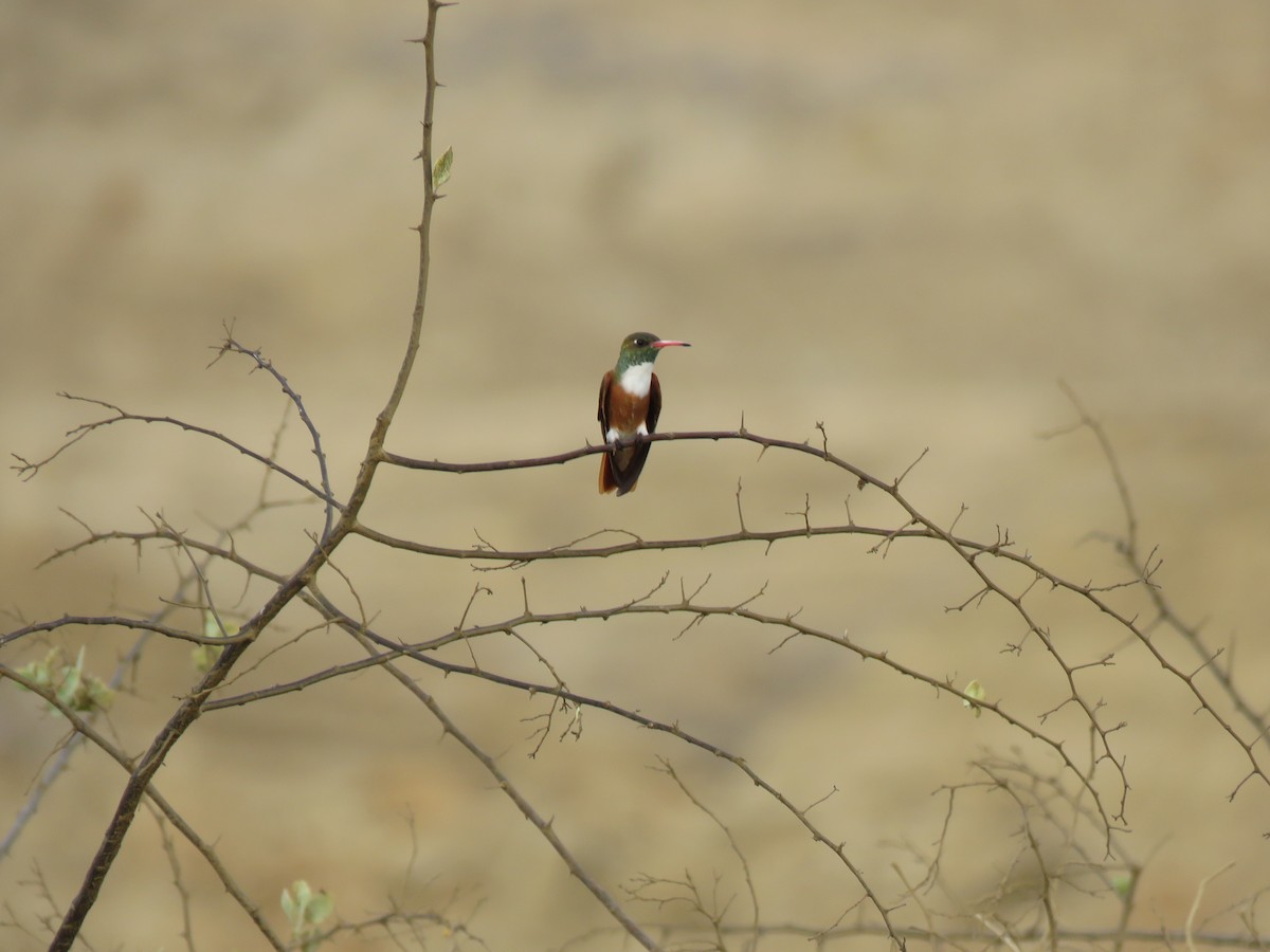 Amazilia Hummingbird - ML620013502