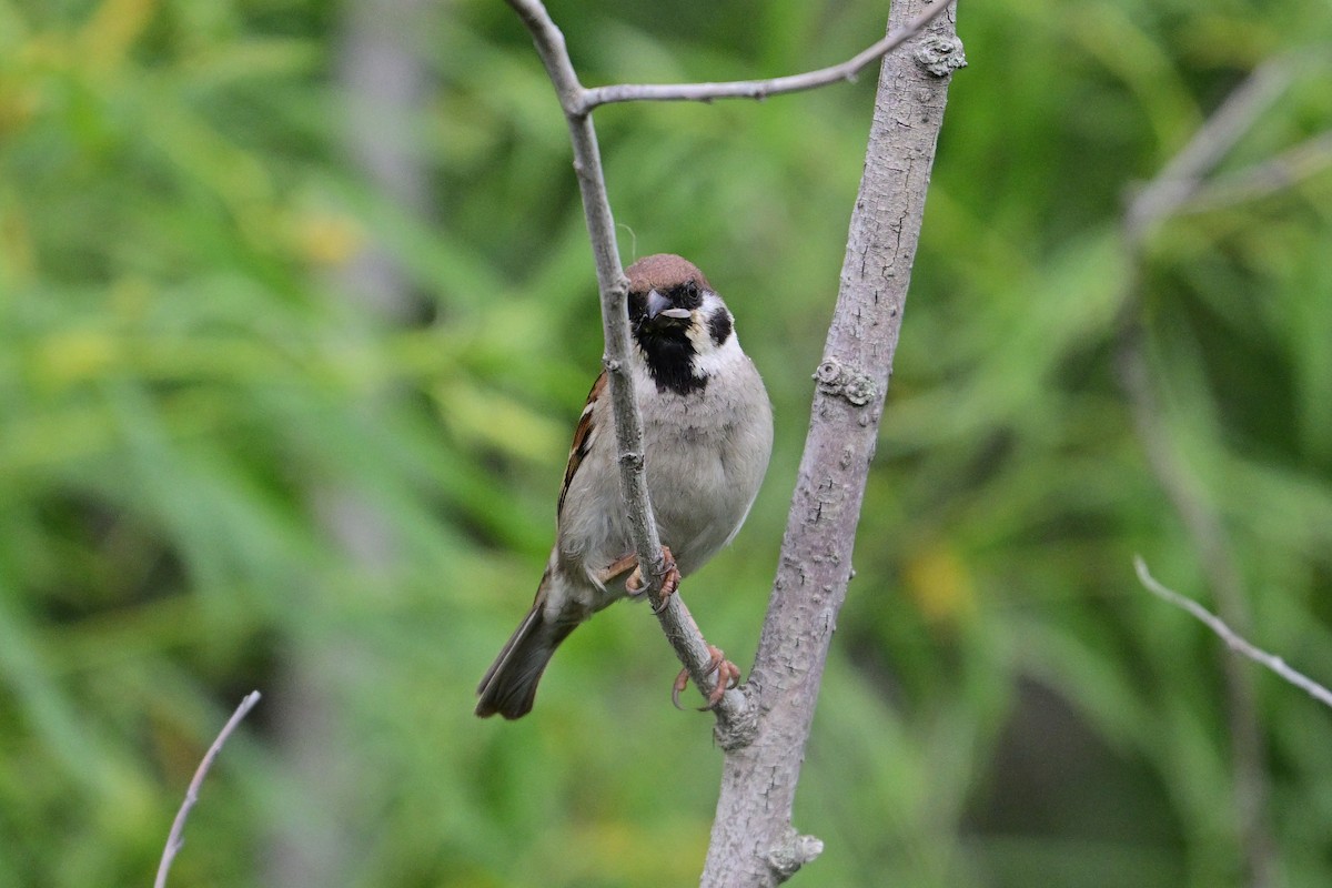 Eurasian Tree Sparrow - ML620013514