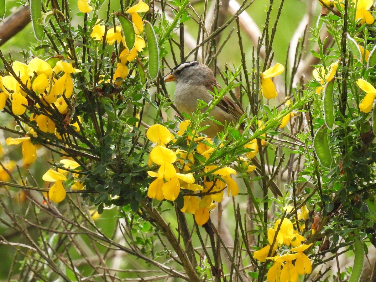 White-crowned Sparrow - ML620013519