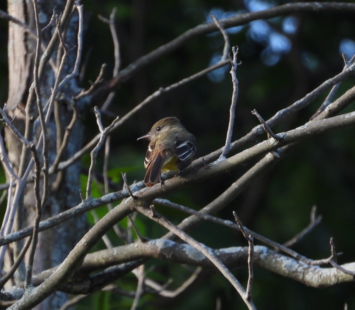 Great Crested Flycatcher - ML620013520