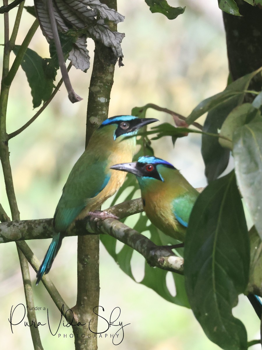 Lesson's Motmot - ML620013528