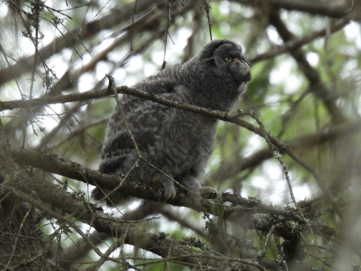 Great Gray Owl - ML620013536