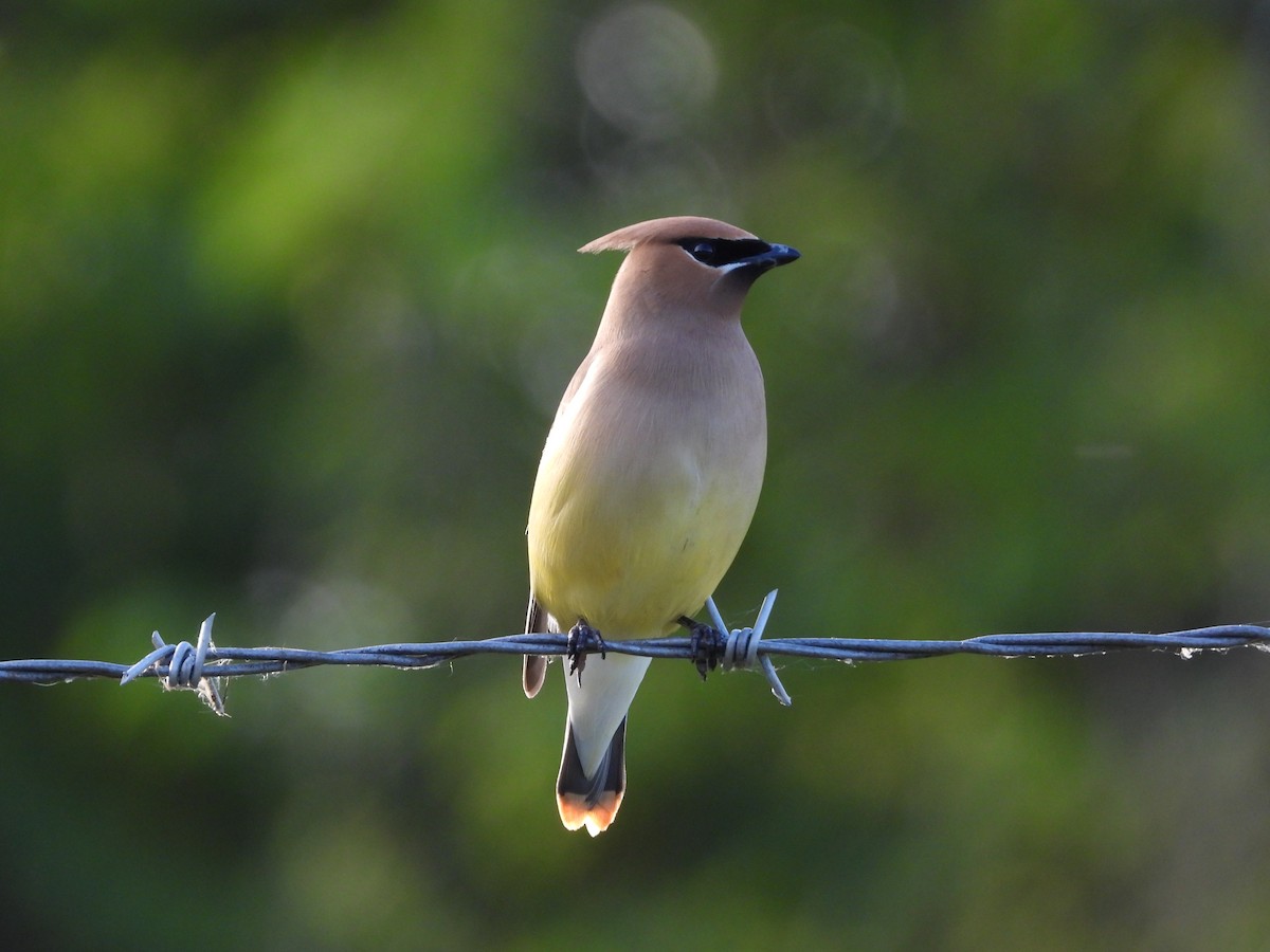 Cedar Waxwing - ML620013542