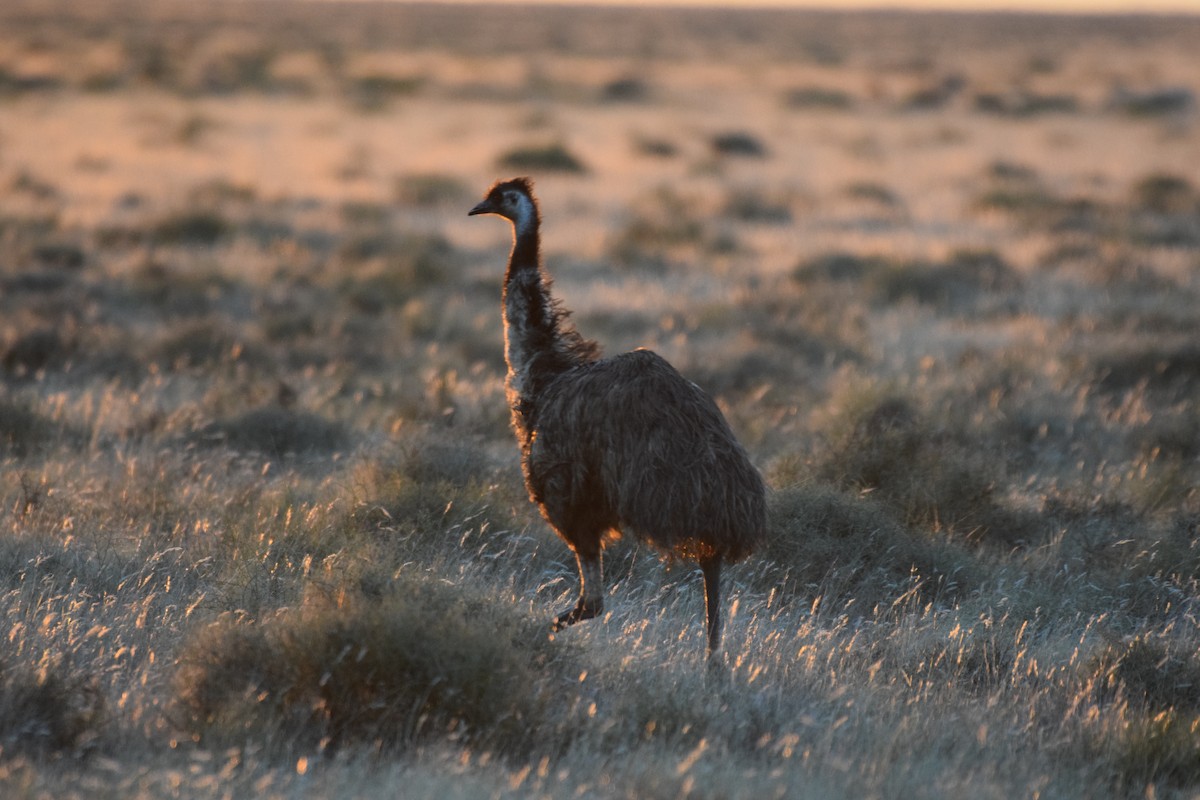 emu hnědý - ML620013547