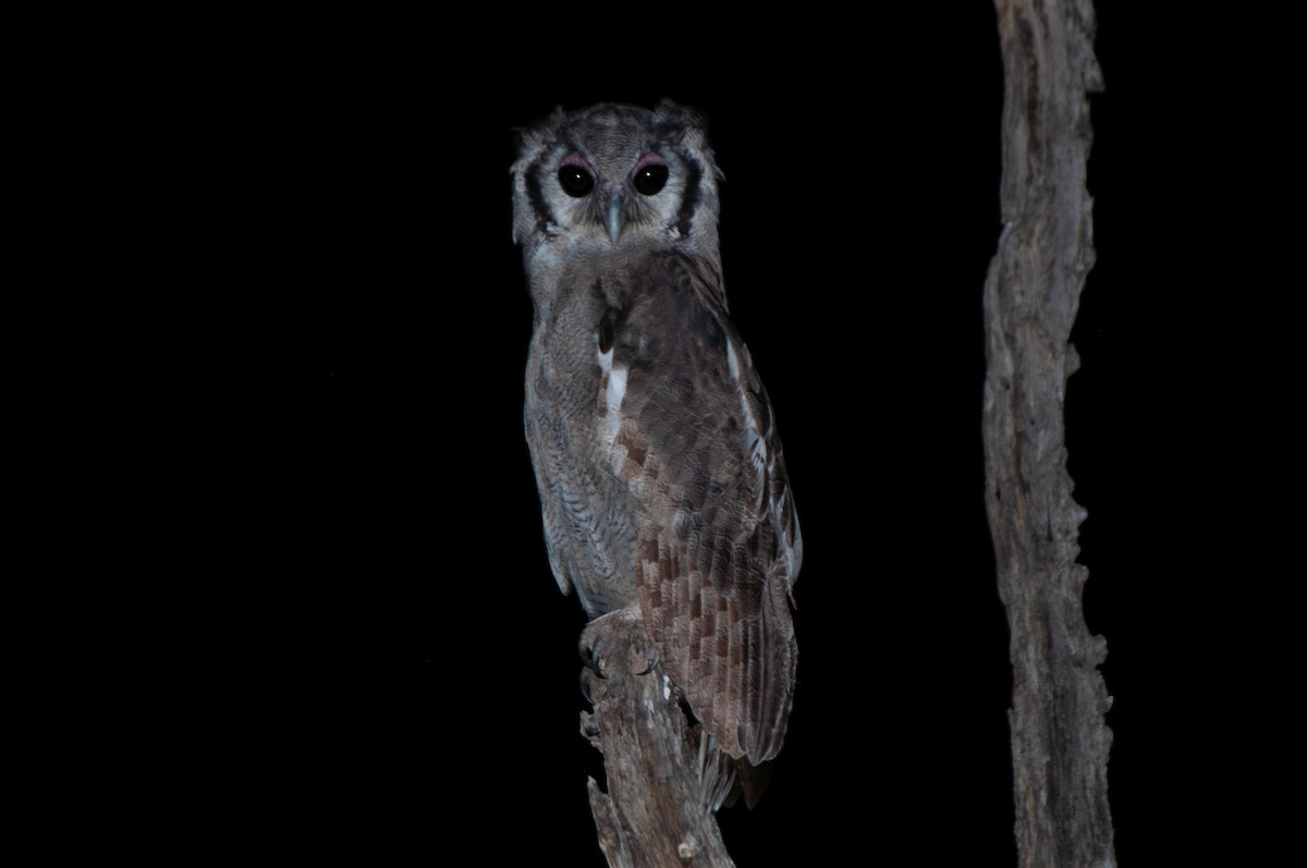 Verreaux's Eagle-Owl - ML620013556