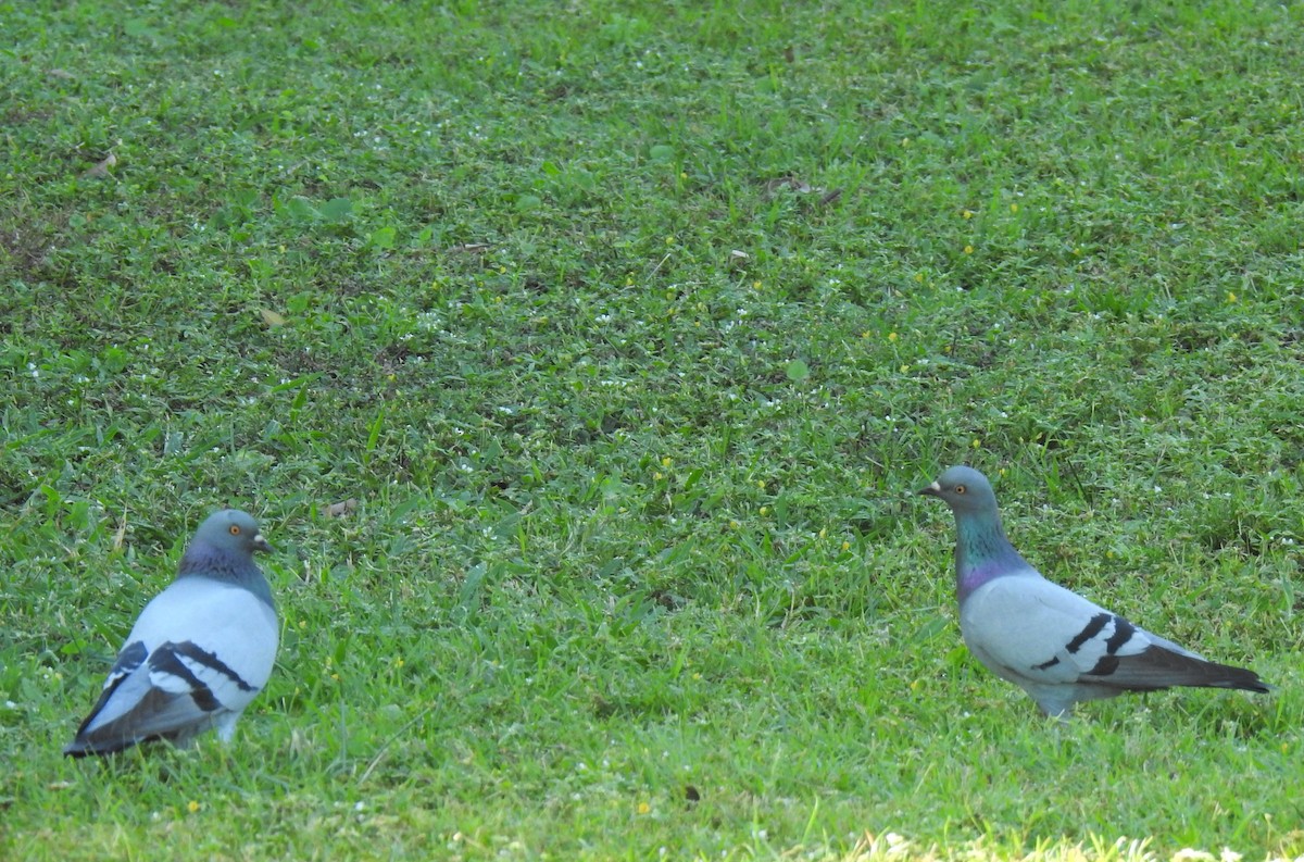Rock Pigeon (Feral Pigeon) - ML620013566