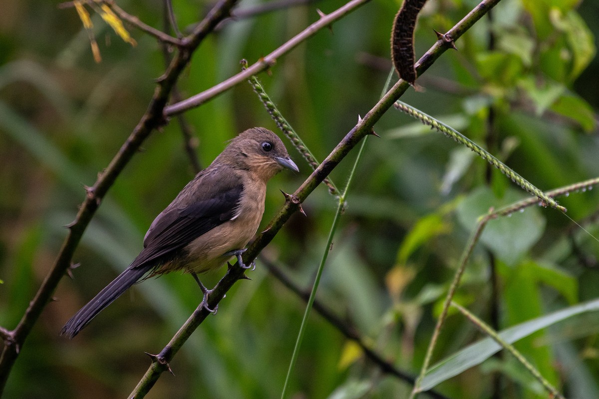 Black-goggled Tanager - ML620013584