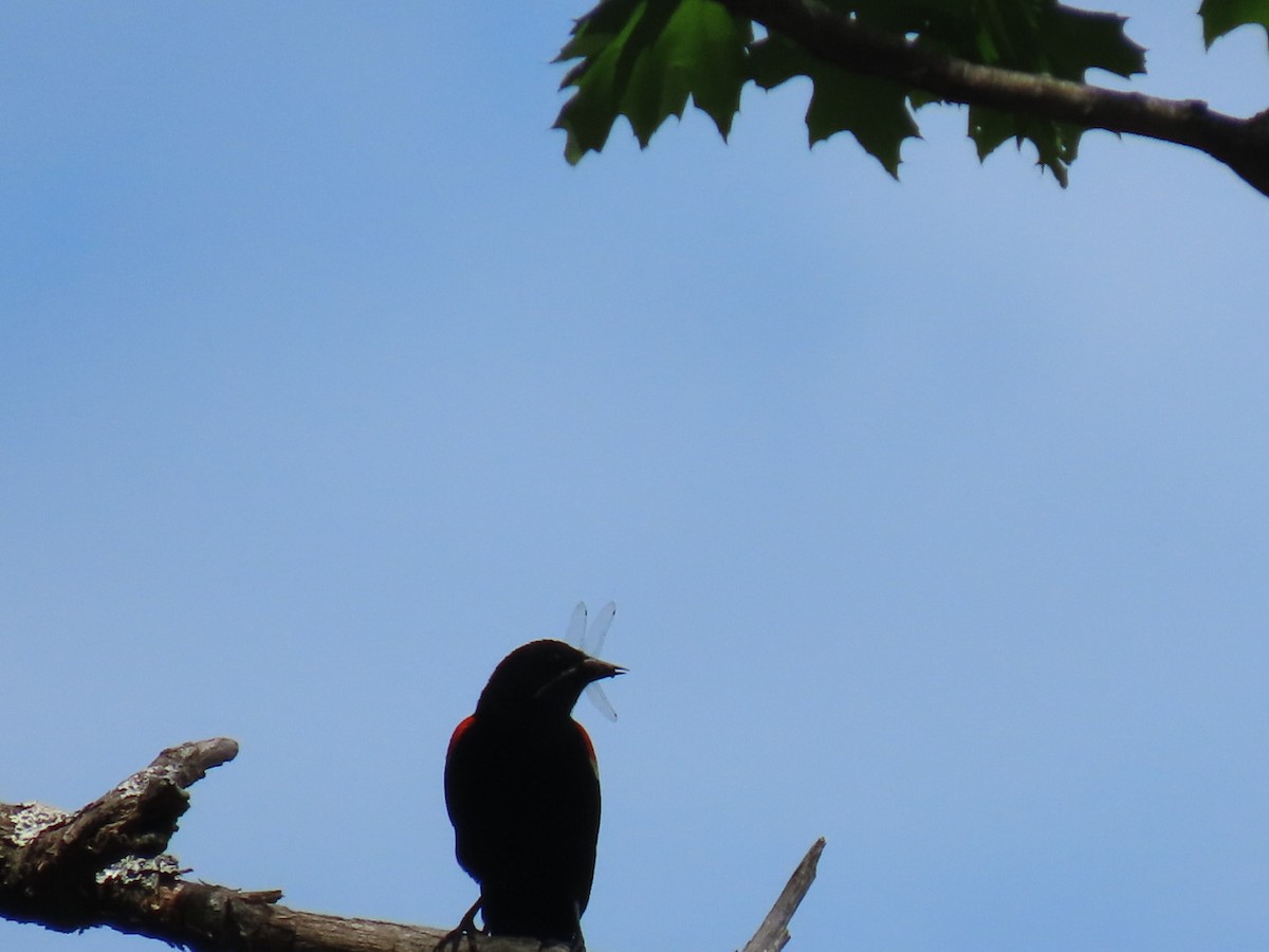 Red-winged Blackbird - ML620013596