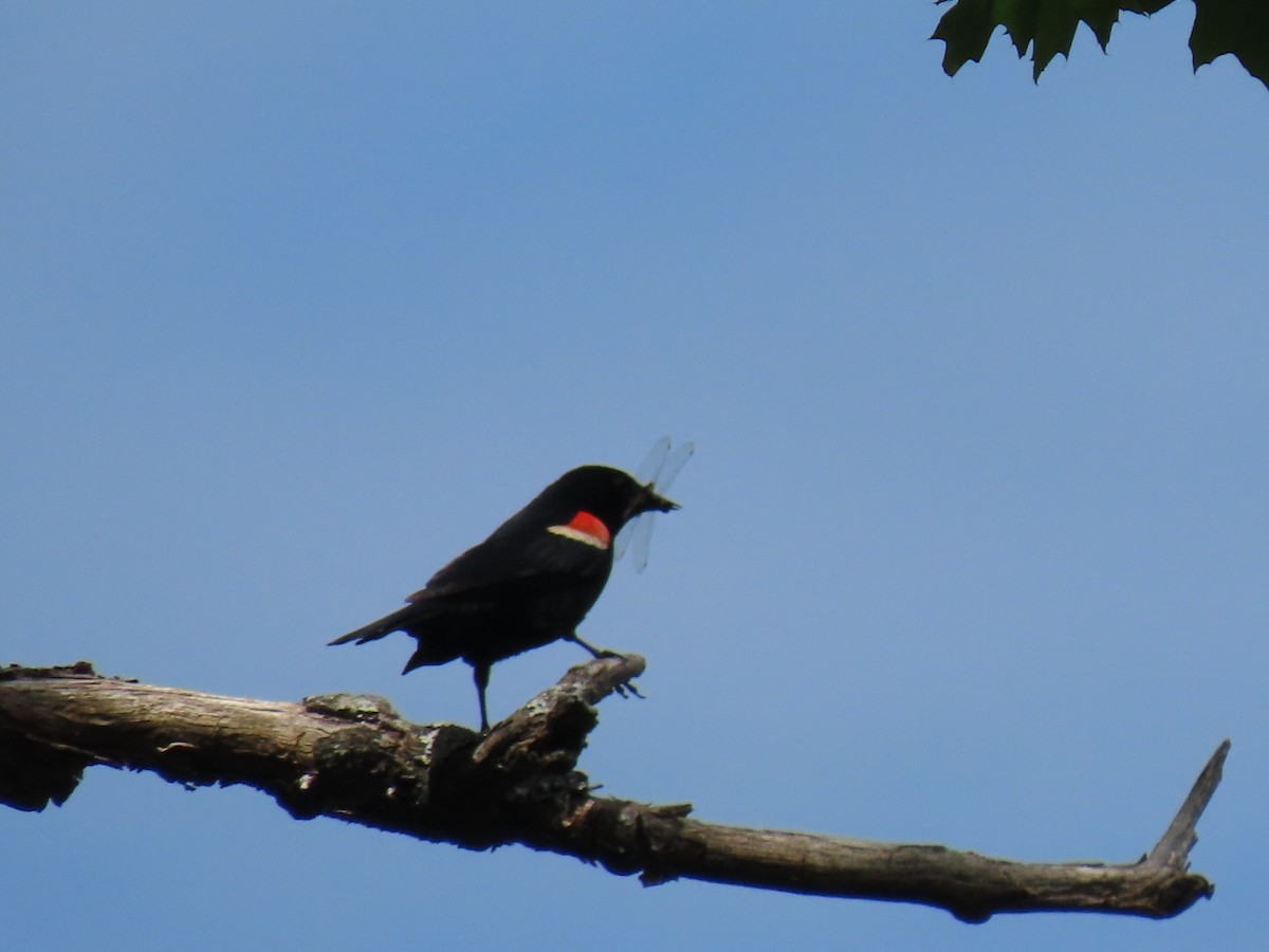 Red-winged Blackbird - ML620013597