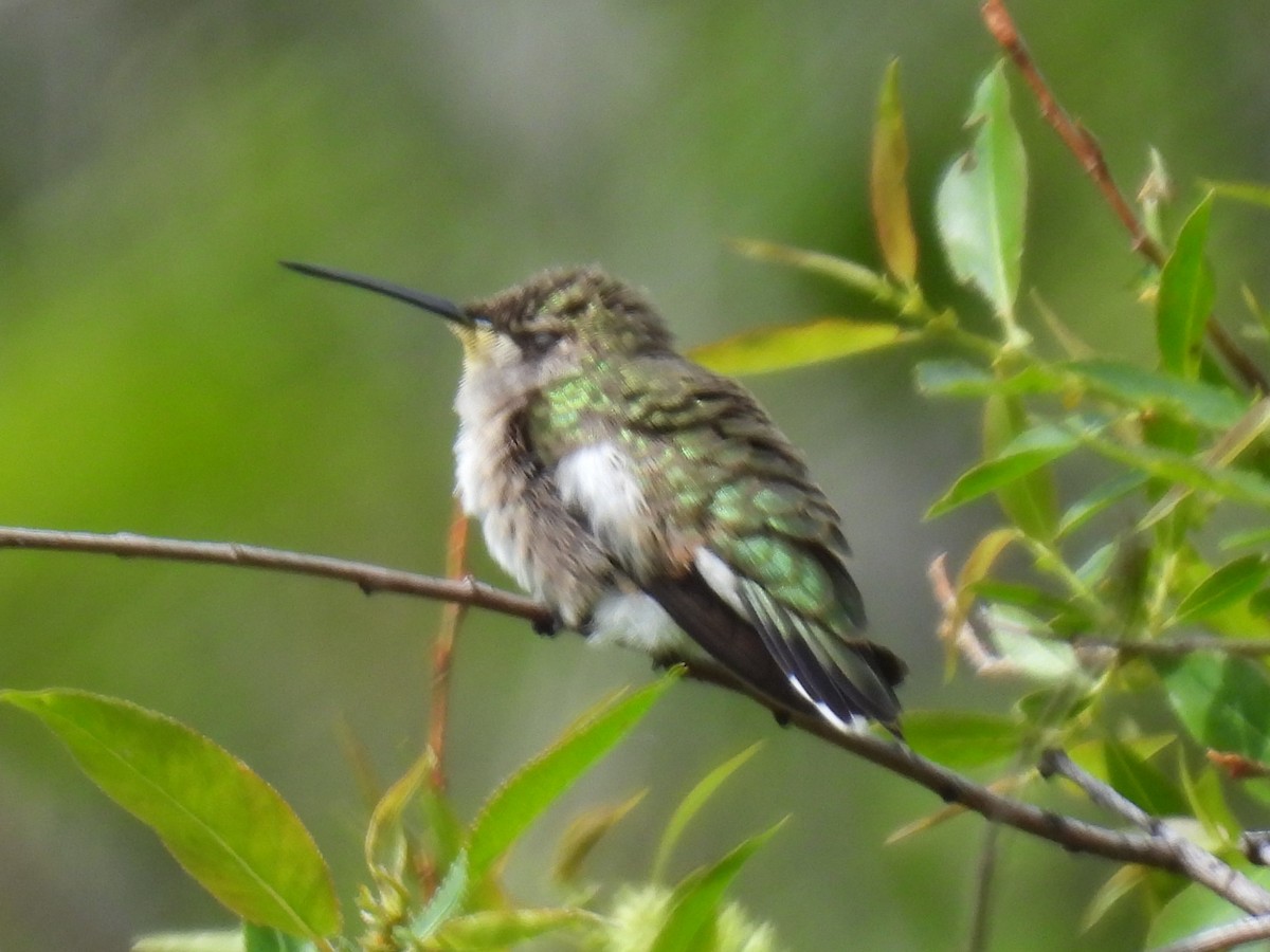 Black-chinned Hummingbird - Erik Bergman