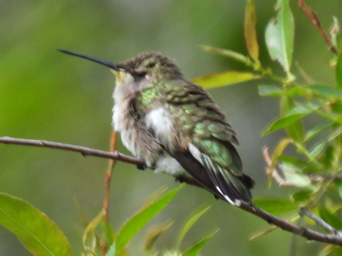 Colibri à gorge noire - ML620013599