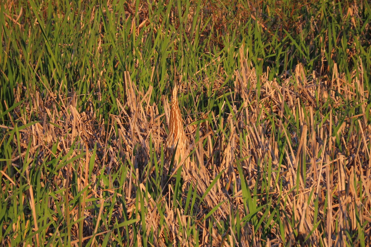 American Bittern - ML620013612