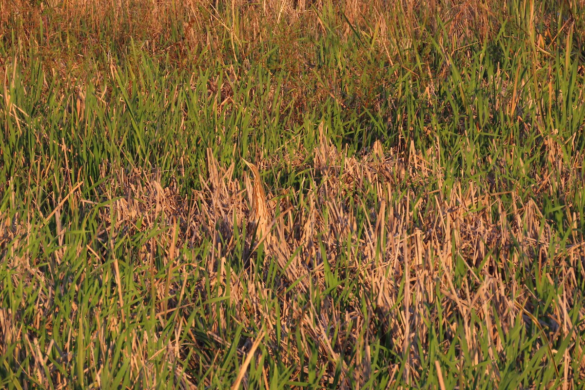 American Bittern - ML620013613