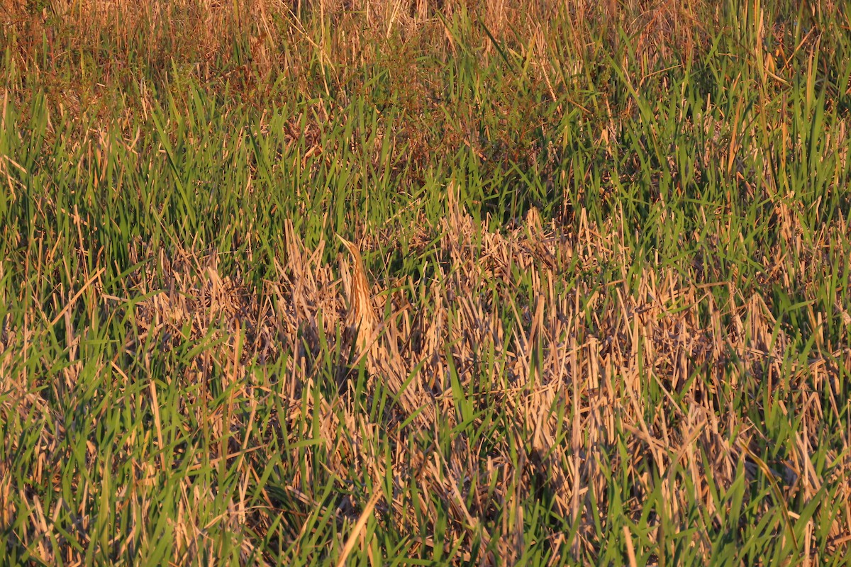 American Bittern - ML620013614