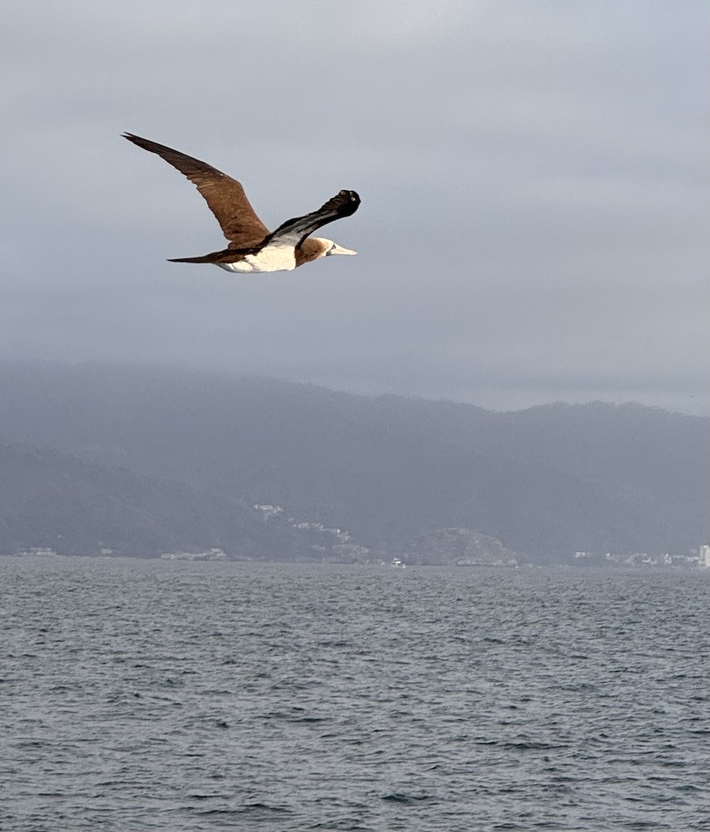 Brown Booby - ML620013621