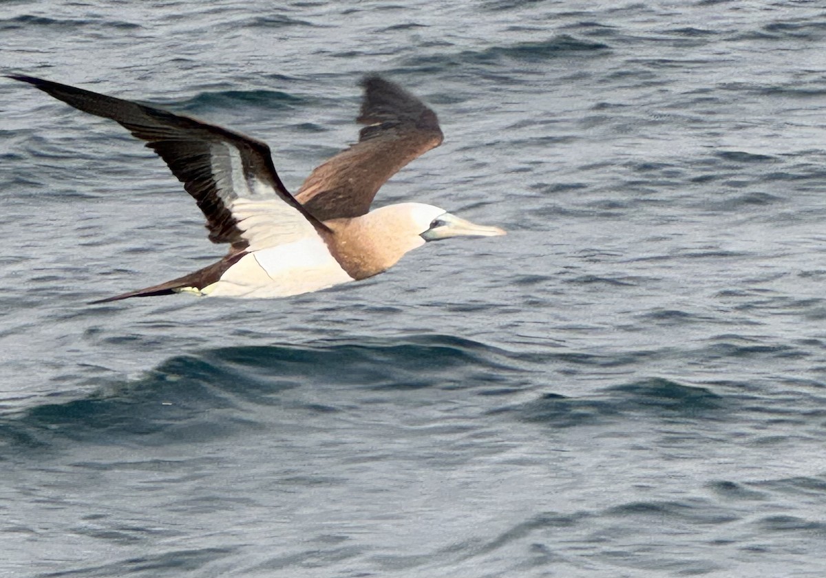 Brown Booby - ML620013622