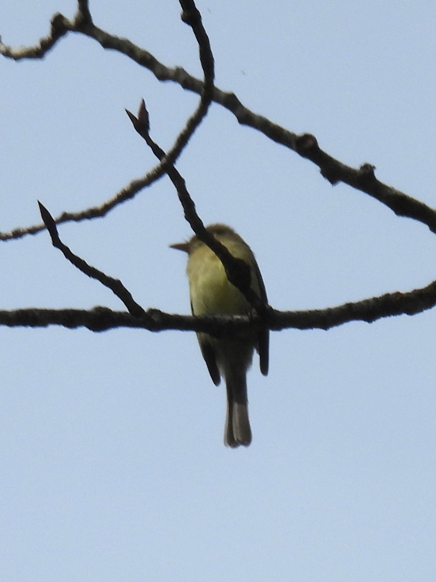 Western Flycatcher - ML620013623