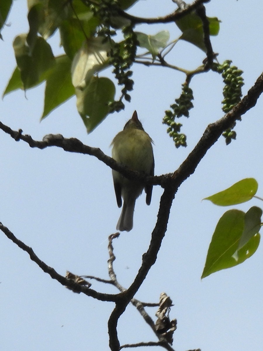 Western Flycatcher - ML620013624