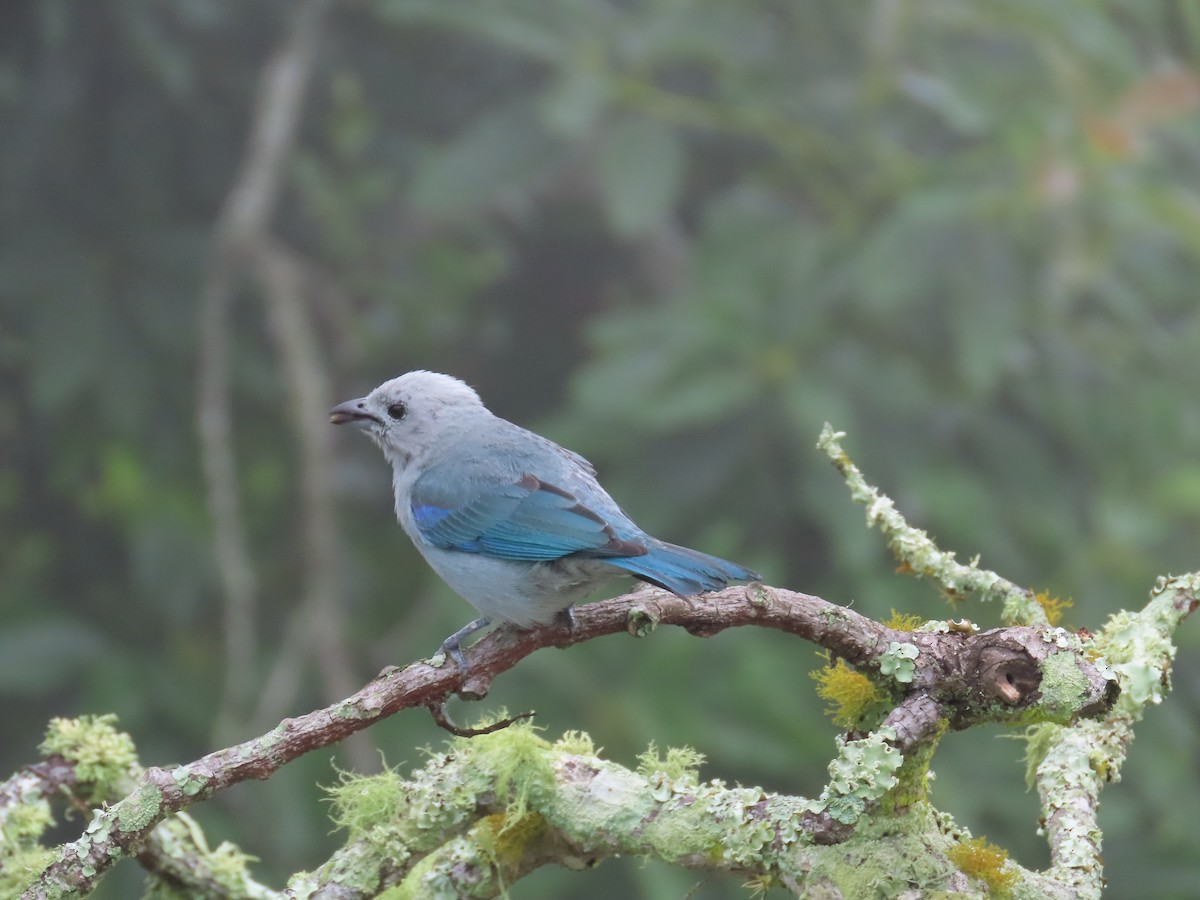 Blue-gray Tanager - ML620013626