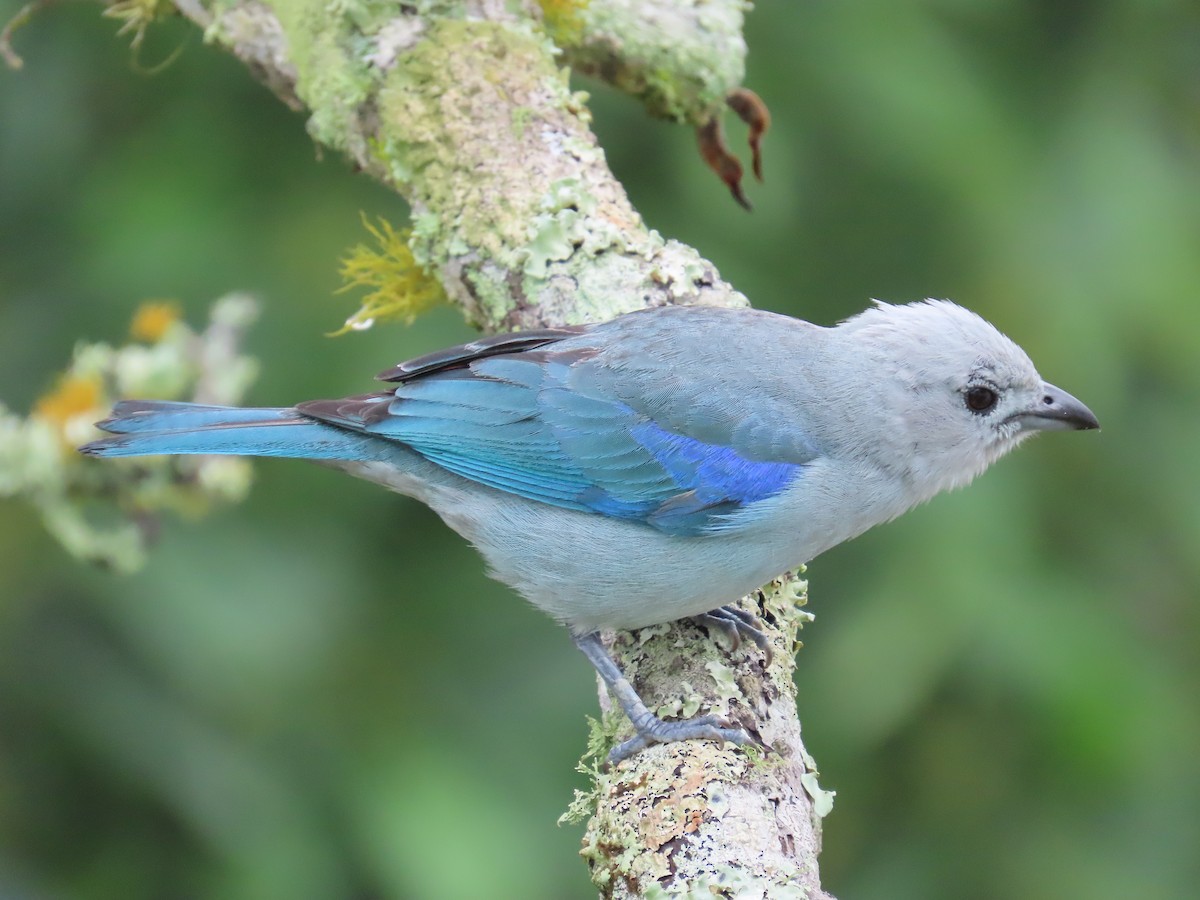 Blue-gray Tanager - ML620013627
