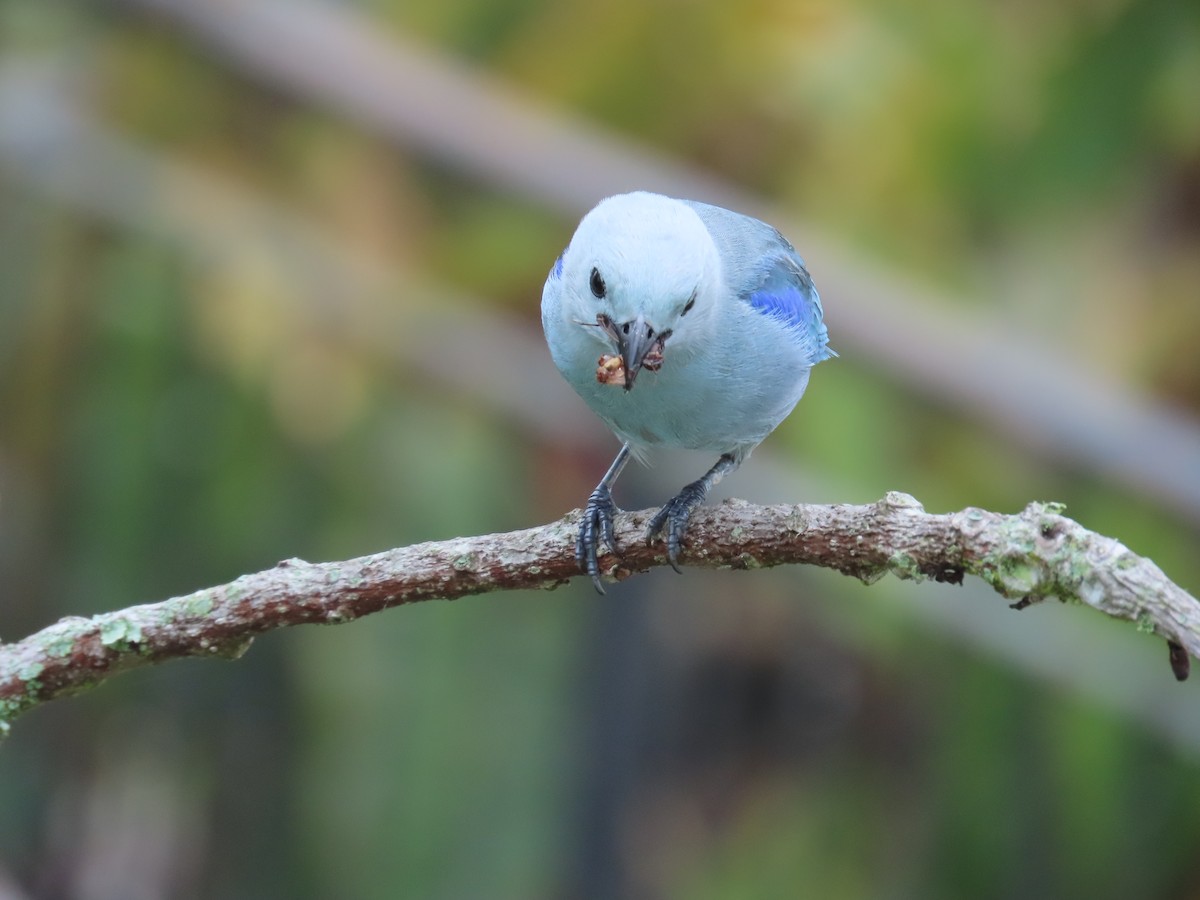 Blue-gray Tanager - ML620013629