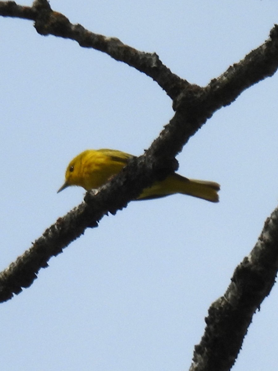 Yellow Warbler - ML620013631