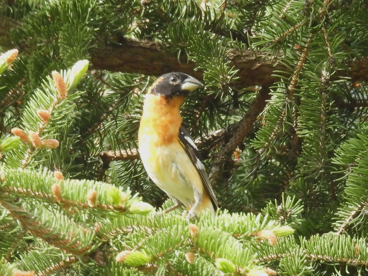 Black-headed Grosbeak - ML620013659